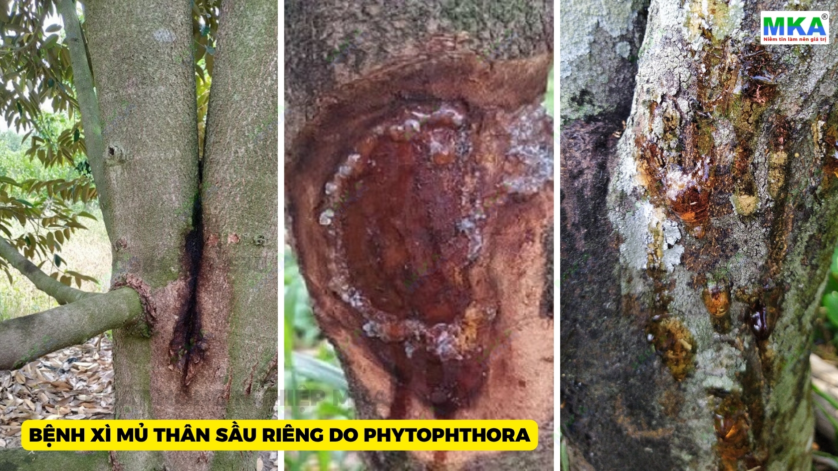 Bệnh nứt thân xì mủ sầu riêng